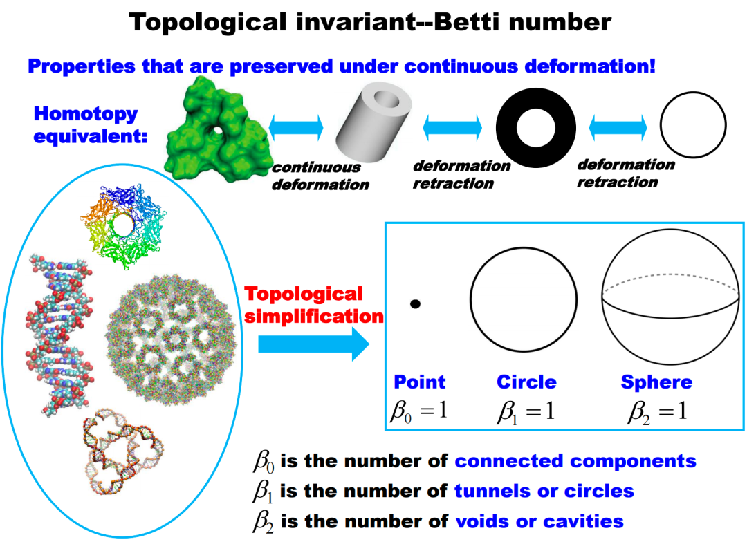 When Machine Learning Meets Topology: Topological Data Analysis and Topological Deep Learning