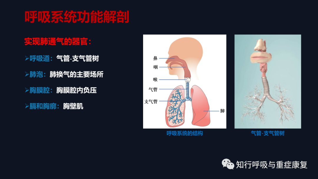 Airway Clearance Techniques - Physiological Basis
