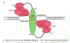 Study on a Novel Mini Genome Editing System Based on Csy4 and MCP