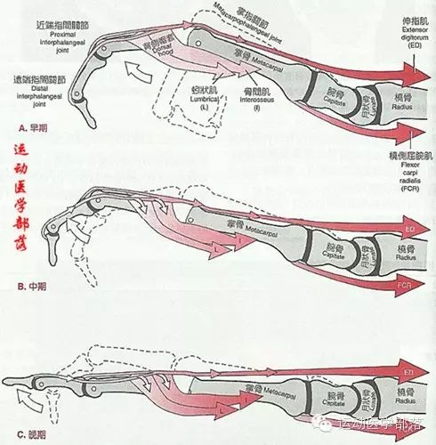 Kinesiology - Study Notes on Wrist and Hand Joints