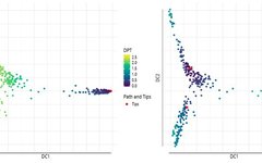 Single-Cell RNA-Seq Analysis: Diffusion Pseudotime Reconstruction of Single-Cell Lineage Branching