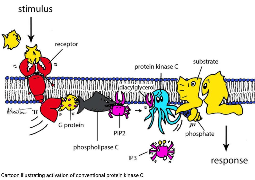 Overview of Various Immune Metabolism Signaling Pathways