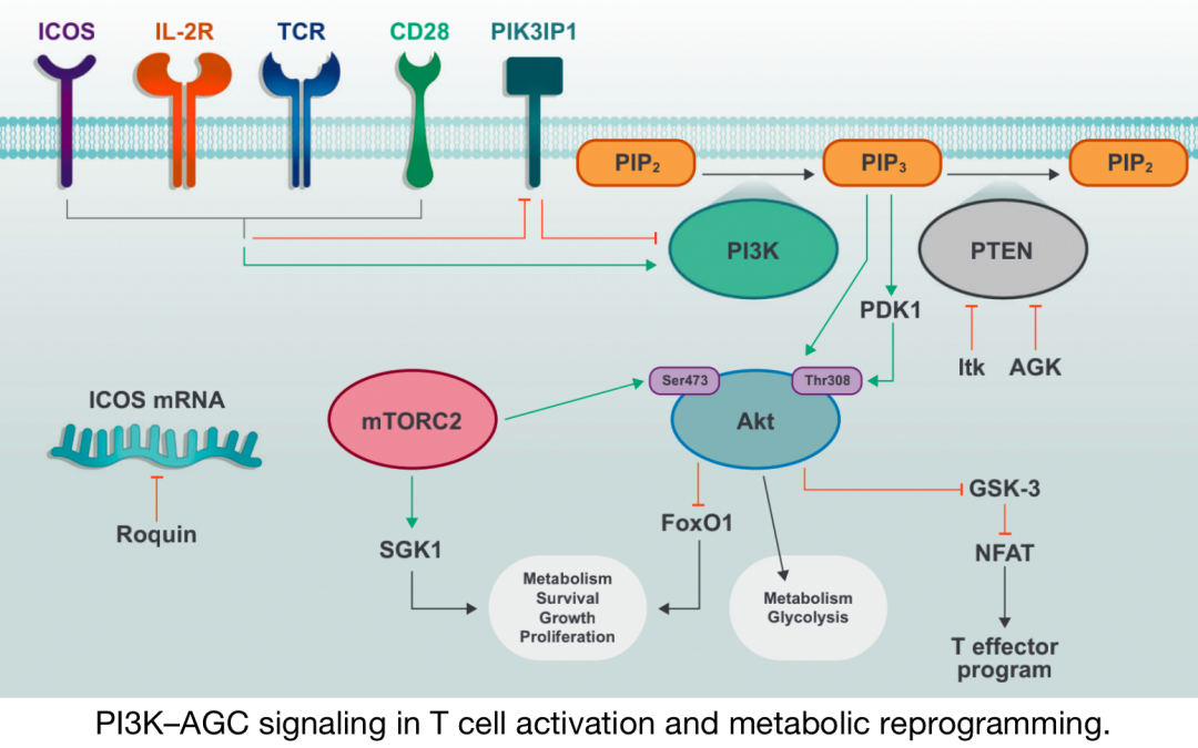Overview of Various Immune Metabolism Signaling Pathways