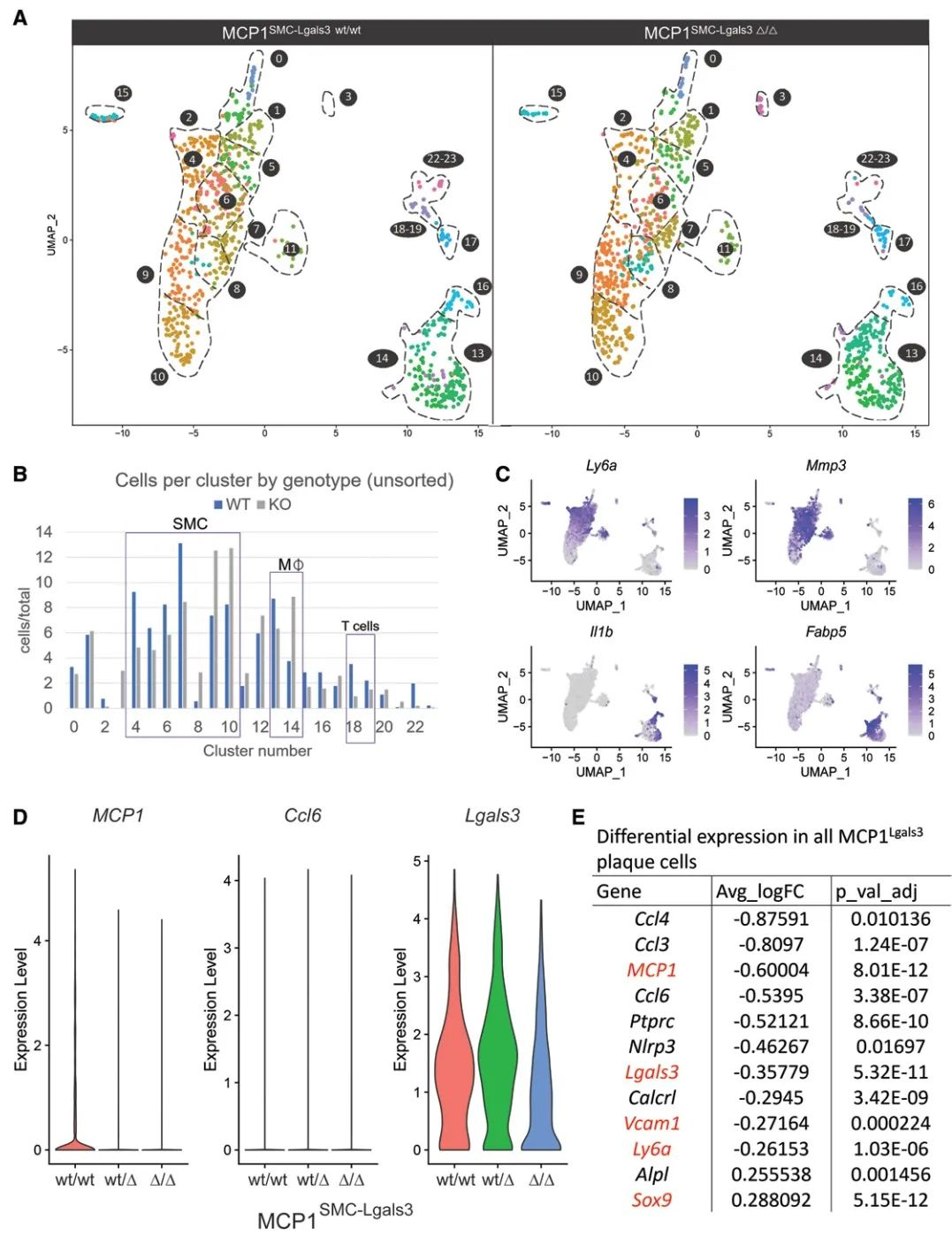 Dichotomous Roles of Smooth Muscle Cell-Derived MCP1 in Atherosclerosis Development