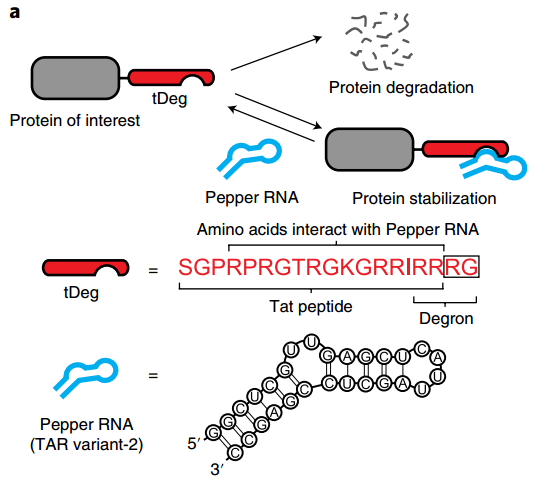 New Tools for mRNA Live Imaging