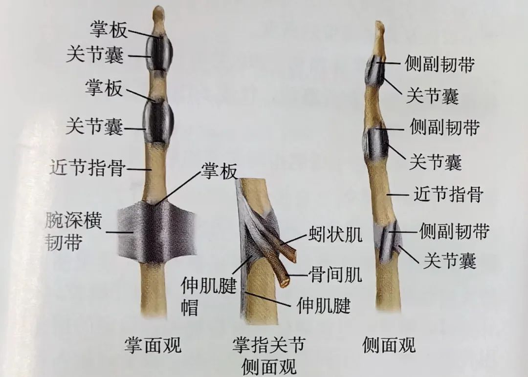 Key Points of Three Types of Hand Joint Injuries