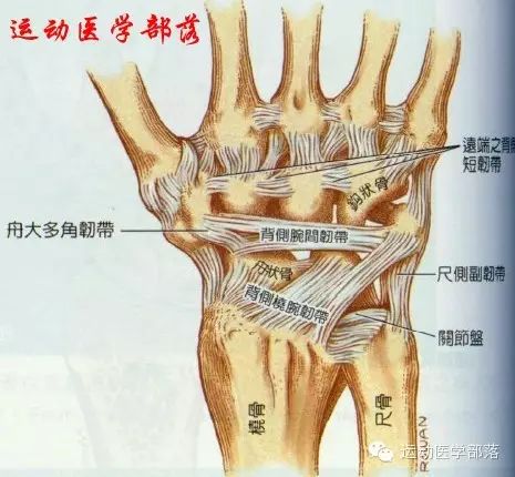 Kinesiology - Study Notes on Wrist and Hand Joints