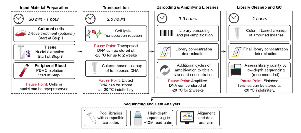 Omni-ATAC: Updated and Optimized ATAC-seq Protocol
