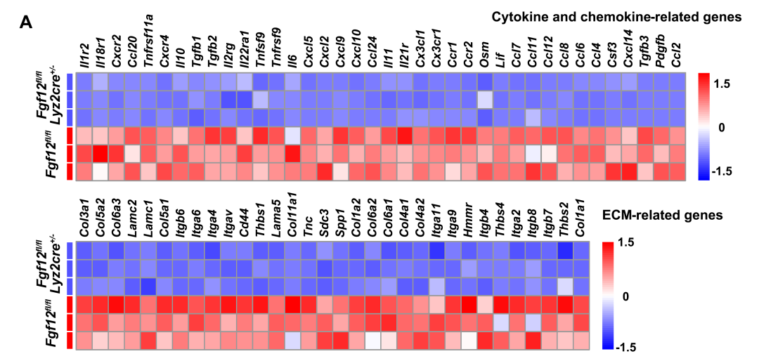 Macrophage-Specific FGF12 Promotes Liver Fibrosis Progression in Mice