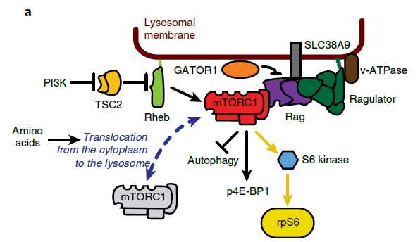 GPR137B Regulates Rag GTPase and mTORC1 Activity