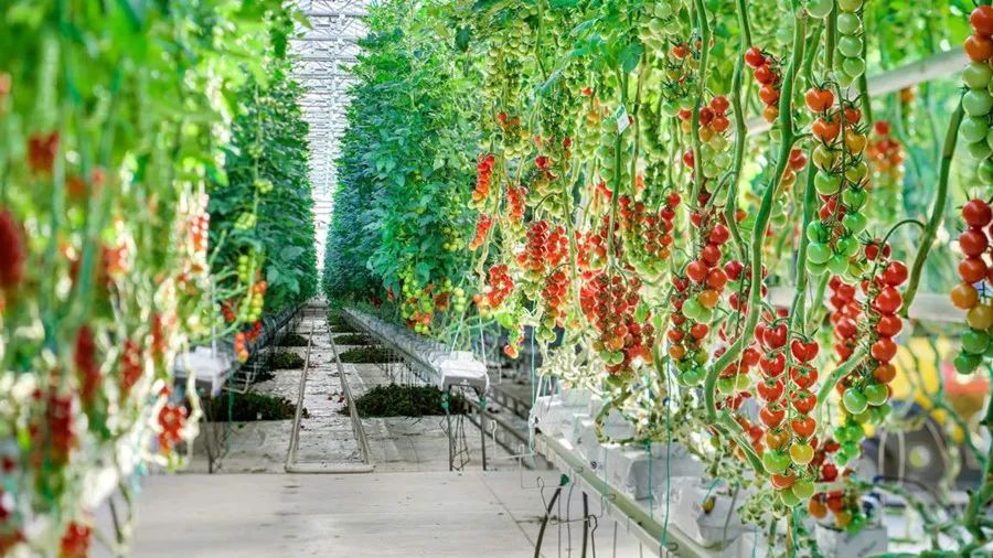 Prediction Model for Greenhouse Tomato Growth Based on KNN-SVM Algorithm