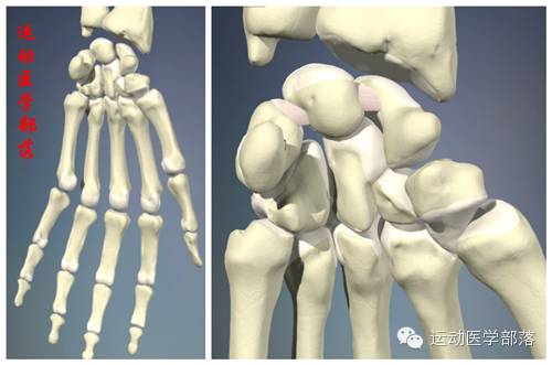 Kinesiology - Study Notes on Wrist and Hand Joints