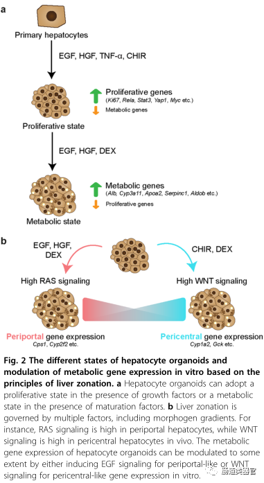 Organoids and Cell Transplantation: Future Directions