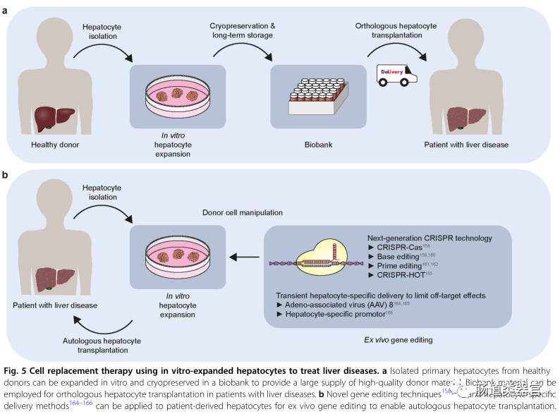 Organoids and Cell Transplantation: Future Directions