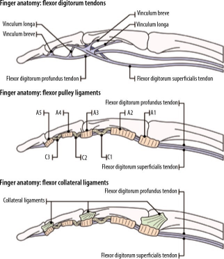 Latest Review: MRI Diagnostic Techniques for Little Finger and Thumb