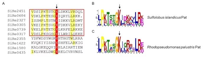 Research on Protein Acetylation Functions in Hyperthermophilic Archaea