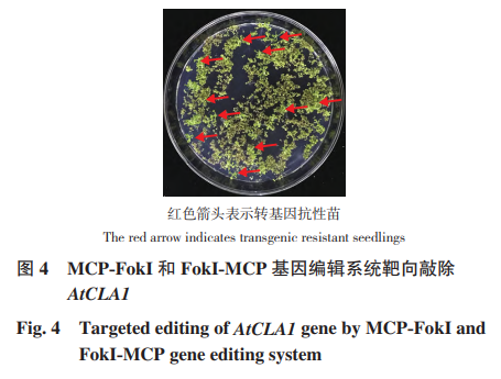 Study on a Novel Mini Genome Editing System Based on Csy4 and MCP