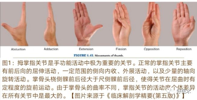 Key Points in the Diagnosis and Treatment of Metacarpophalangeal Joint Dislocation
