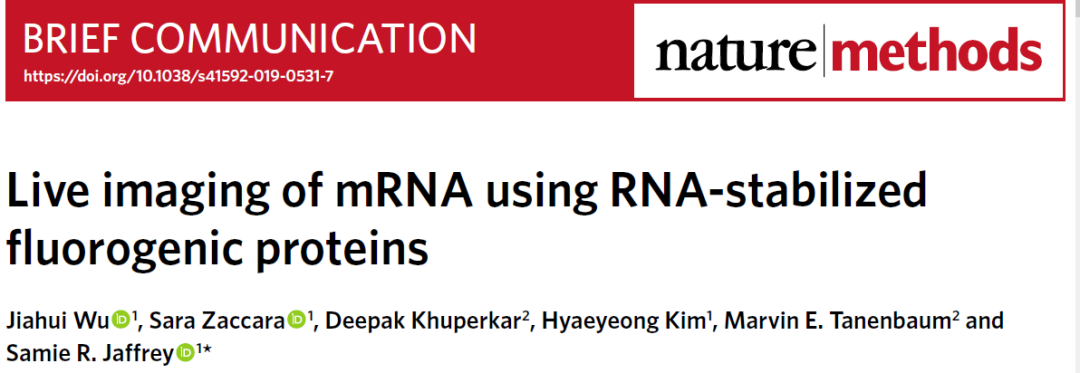 New Tools for mRNA Live Imaging