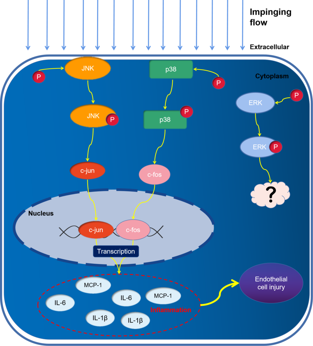 Impinging Flow Induces MCP-1 Expression in Endothelial Cells via JNK/c-Jun/p38/c-Fos Pathway