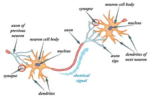 Advantages and Applications of Neural Network Algorithms