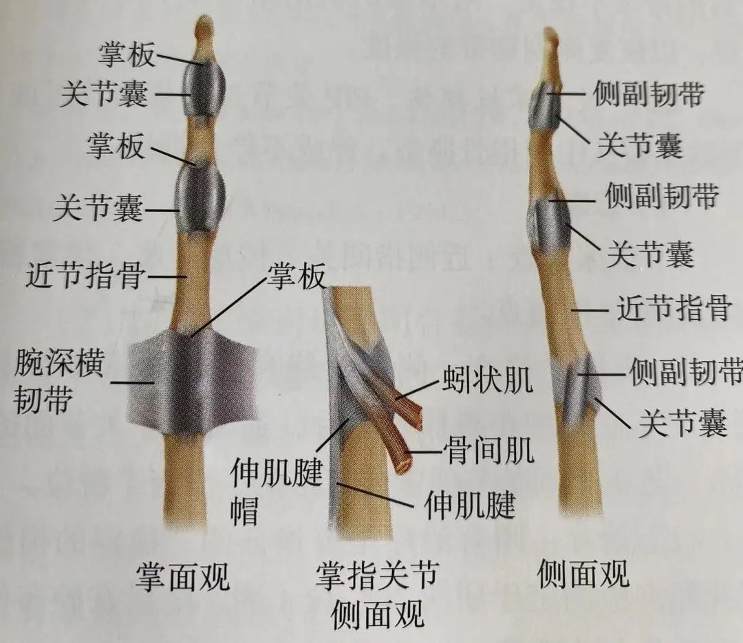 Comprehensive Summary: Treatment Strategies for Four Types of Hand Joint Injuries