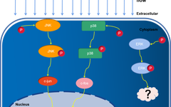 Impinging Flow Induces MCP-1 Expression in Endothelial Cells via JNK/c-Jun/p38/c-Fos Pathway