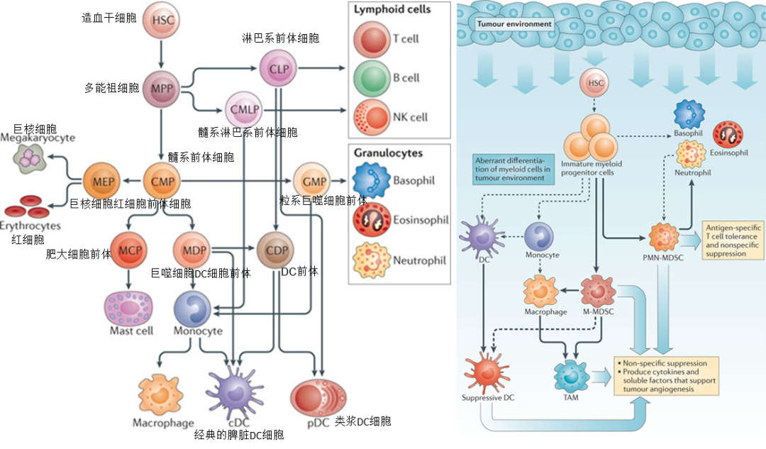 MDSC: The Tumor's Chaotic Collective